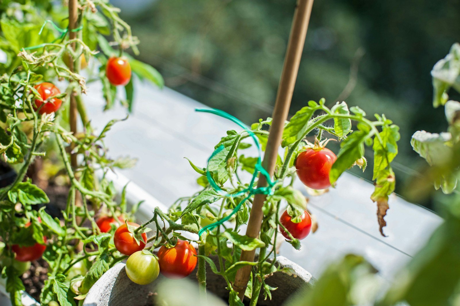 Un carré potager compact installé sur une terrasse