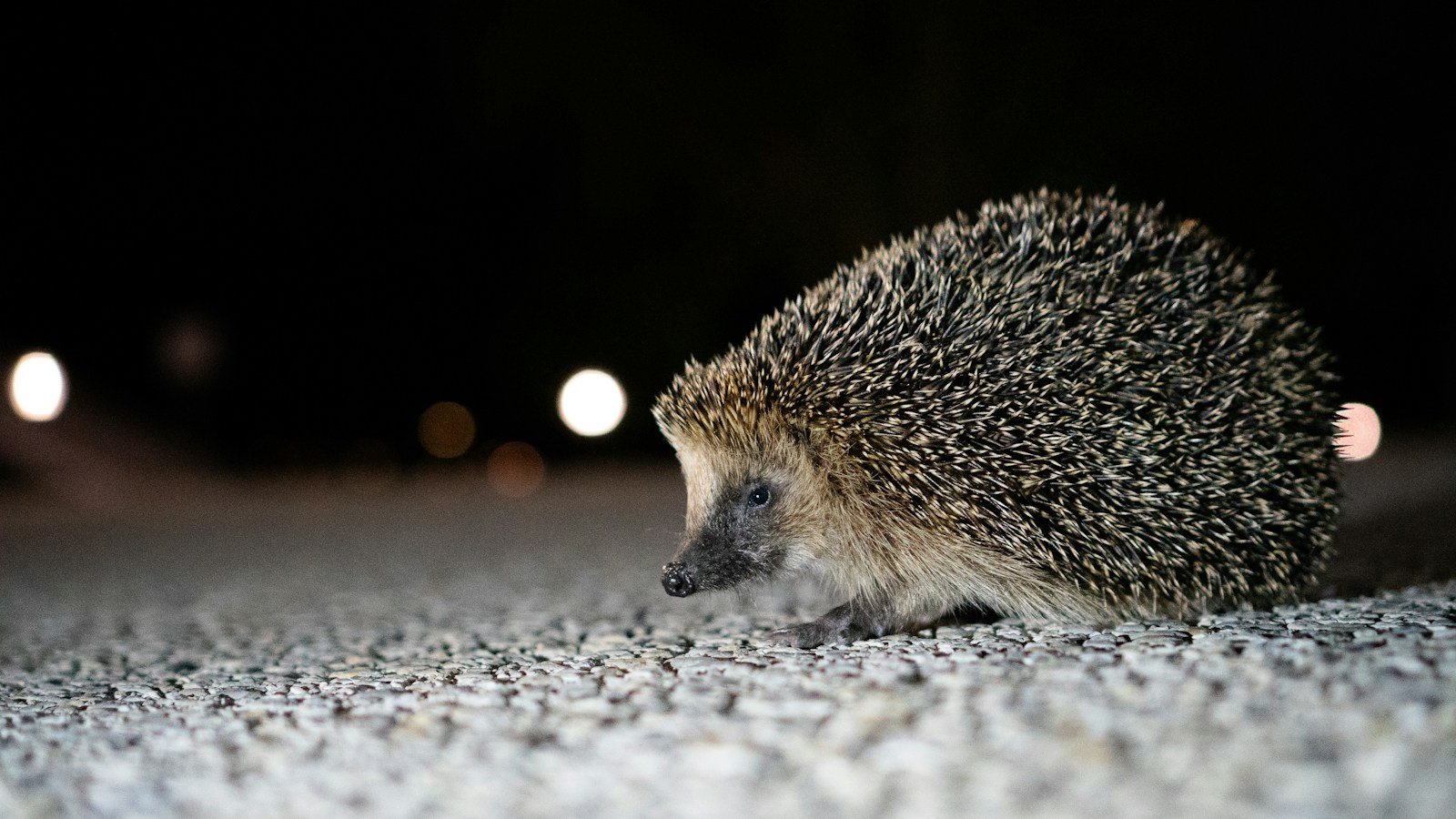 Un jardin qui accueille aussi la petite faune nocturne