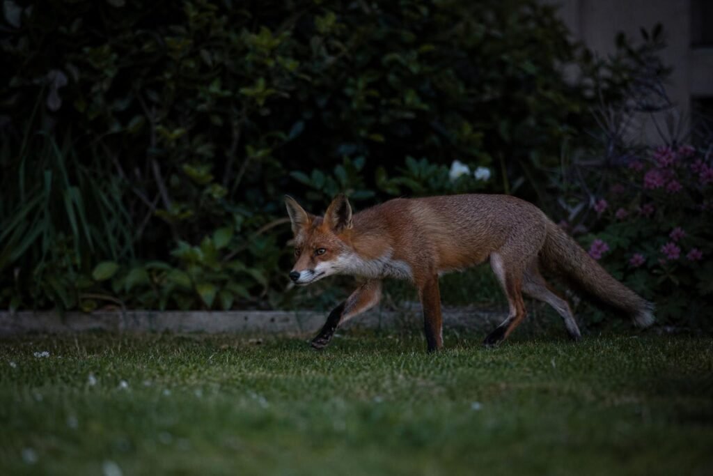 Un renard traversant un jardin à la tombée de la nuit