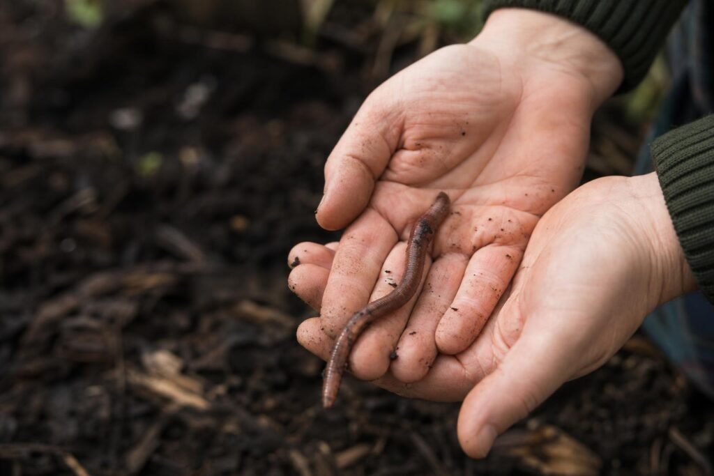 Un ver de terre tenu dans des mains au-dessus d'un sol de jardin riche en humus