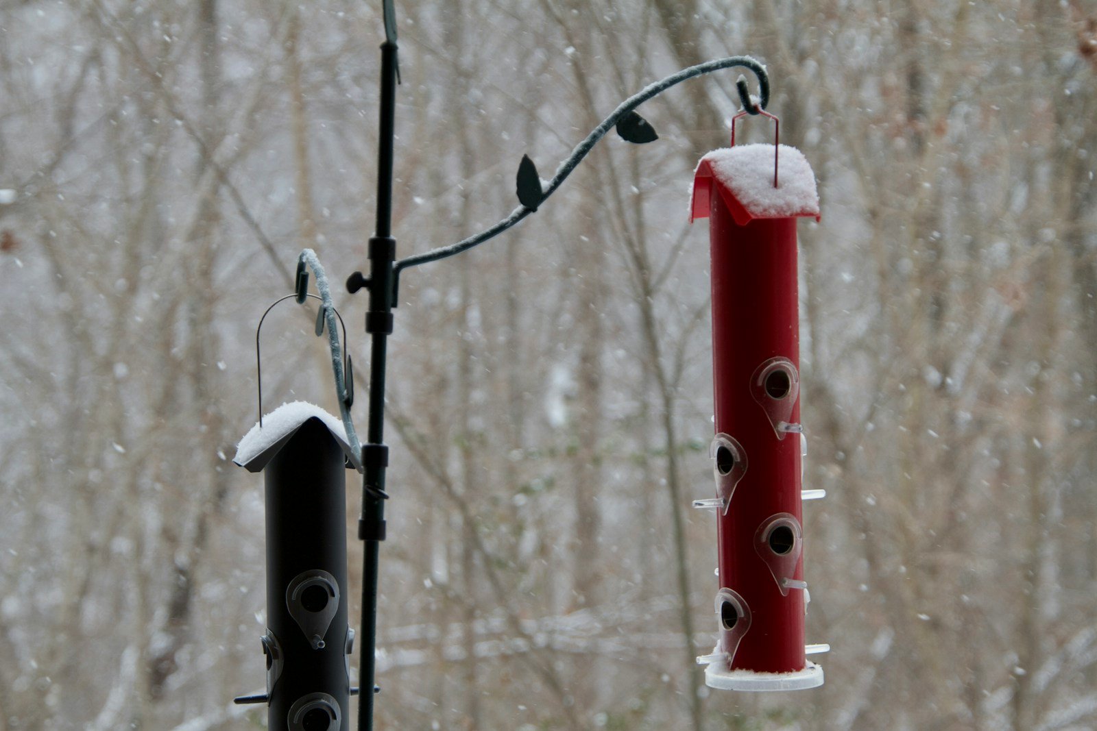 Une mangeoire installée au centre du jardin, loin des cachettes à prédateurs