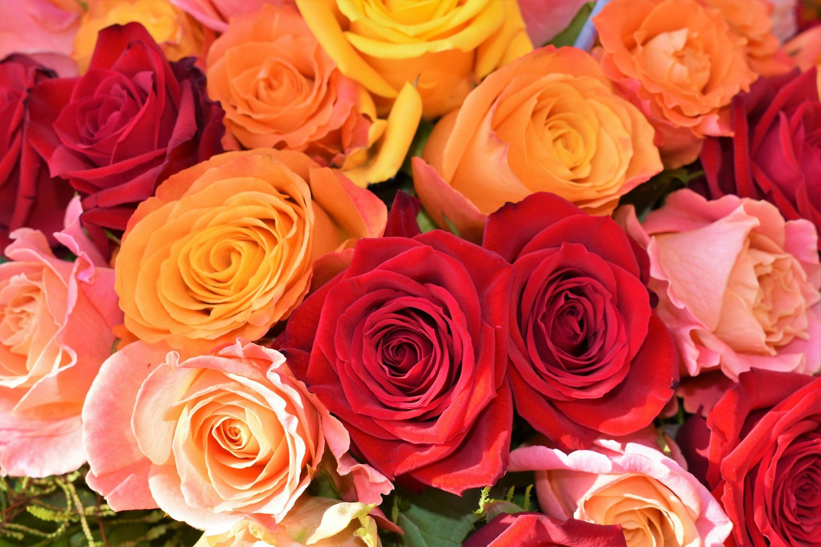 Variété de roses d'Équateur aux couleurs intenses