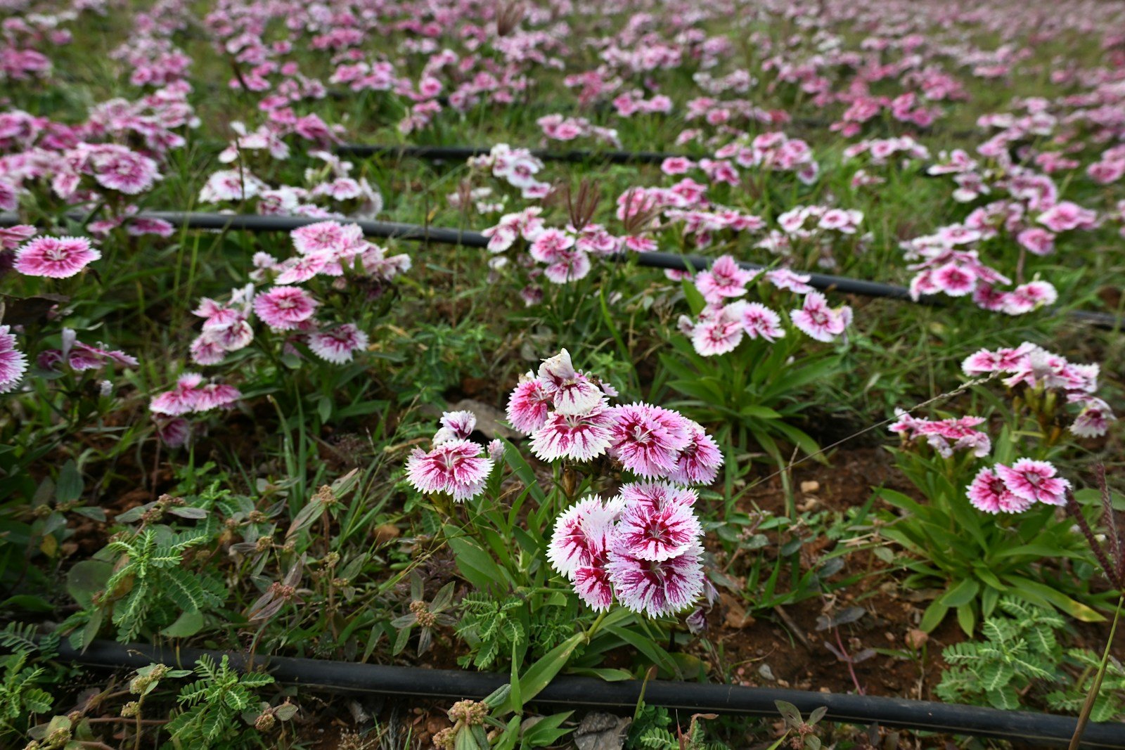 Variétés d'œillets cultivées en plein champ