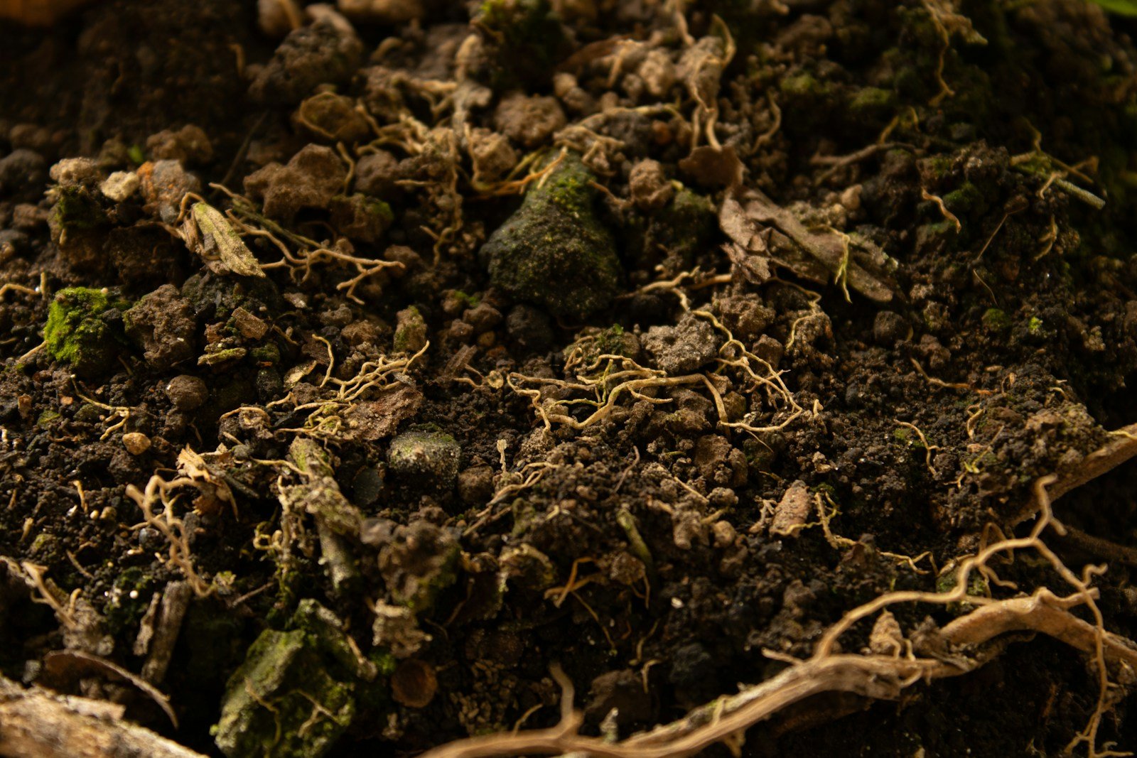 Ver de terre remonté à la surface d'un jardin cultivé sans pesticide