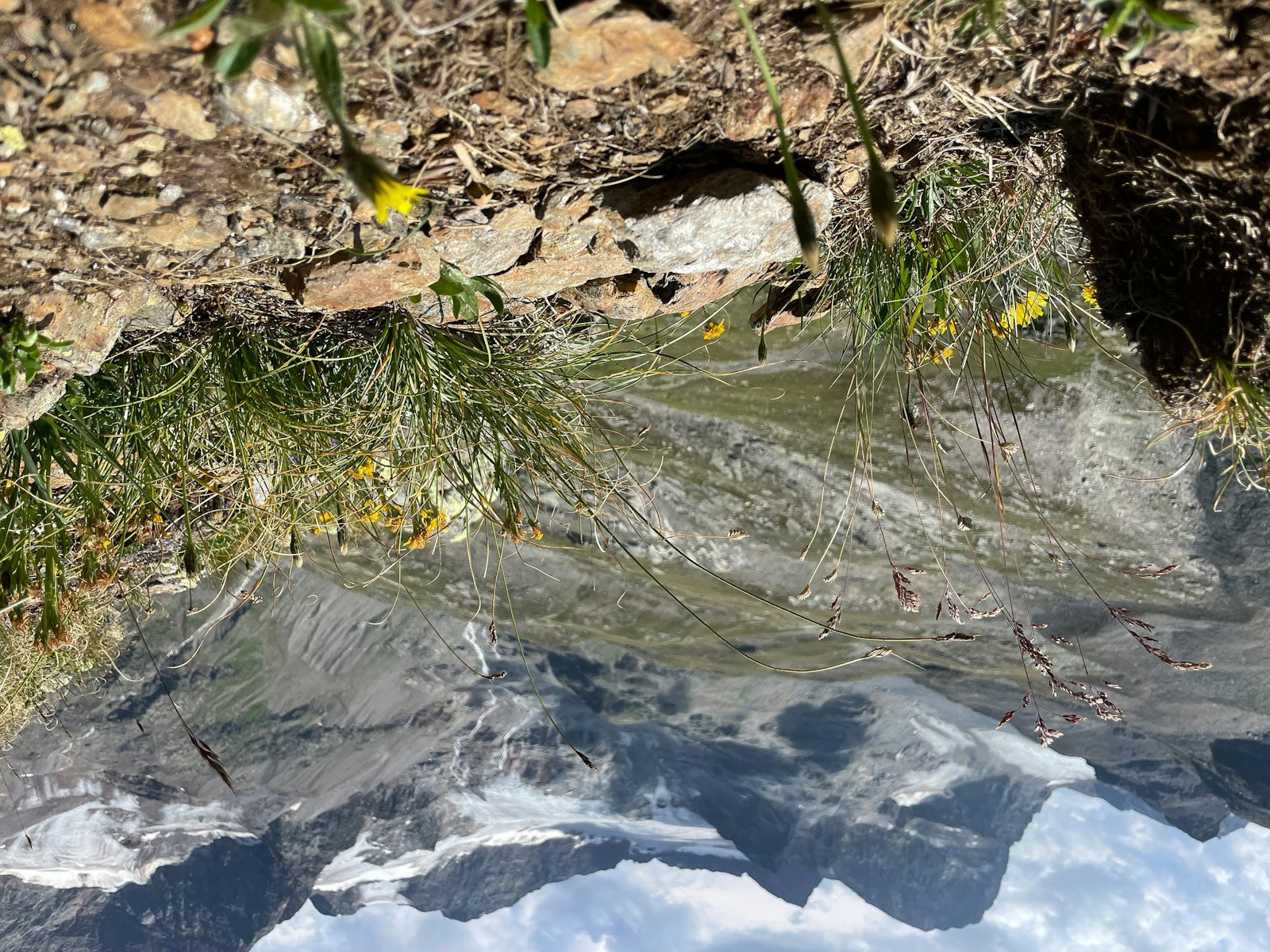Voile d'hivernage posé sur un arbuste pour protéger les bourgeons