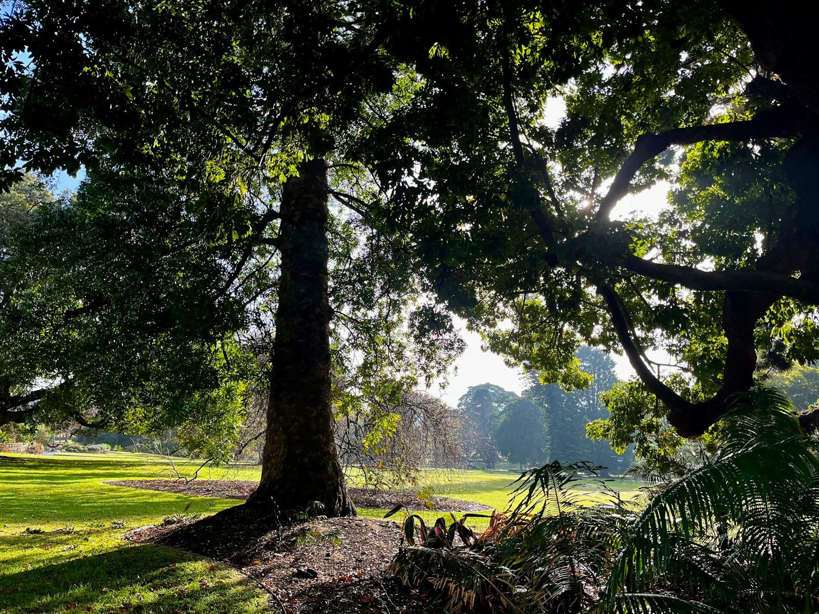 Vue dégagée sous la ramure d'un arbre planté en tige haute