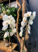 ars-des-fleurs-orchidee