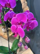 ars-des-fleurs-orchidee